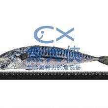 正挪威-鯖魚原料(600g/尾)#未處理-1D1A【魚大俠】FH151