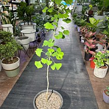 芯晨花園桃園三民店 高品質銀杏樹/白果/外送限北部地區採專車配送/各式觀葉植物現貨數千盆歡迎參觀挑選