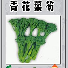 【野菜部屋~】E10 日本元氣青花菜筍種子15粒 , 可長期收採收 , 每包15元~