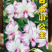 花花世界_季節花卉*日本小姑娘石斛蘭(上板)*/高15-30cm/MA