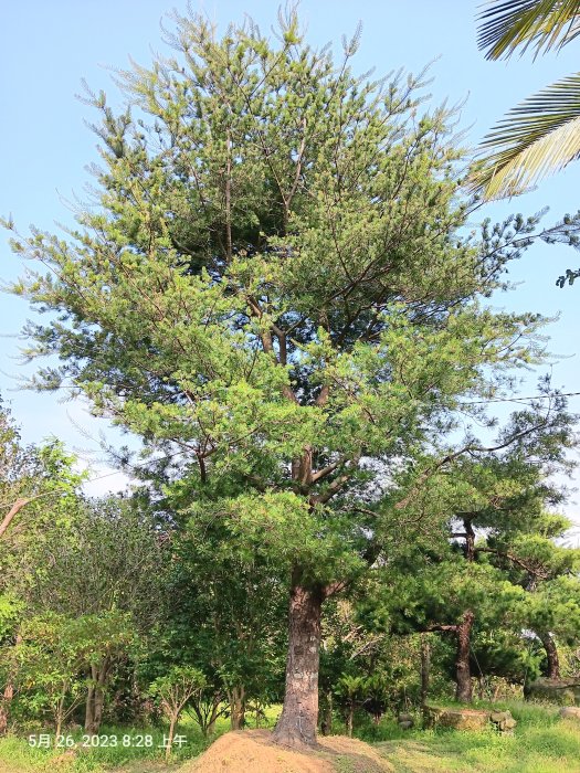 【竹林農莊】老松樹 ... 尺半面  短針 五葉松