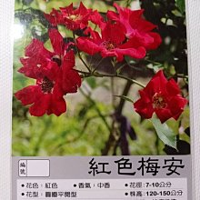 花花世界_玫瑰苗--紅色梅安--7吋盆/高30-50公分/MA(超取限單盆)