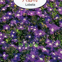 【野菜部屋~】Y53 六倍利Lobelia~天星牌原包裝種子~每包17元~