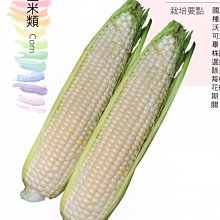 【野菜部屋~】N16 銀狐白色水果玉米種子15粒 ,皮薄汁多 ,甜度佳 ,抗病品種 ,每包15元 ~