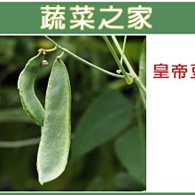 【蔬菜之家滿額免運】E13.皇帝豆(萊豆)種子8顆(萊豆.早產.種皮白色.產量高.蔬菜種子)