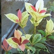 花花世界_樹苗花苗*武藤五彩桂花(高版)*-珍珠彩葉桂花/5-6吋盆/高50-60cm/MA*無法超取*