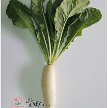 【野菜部屋~】I11 朝陽白玉蘿蔔種子5公克 , 性耐暑雨 , 生育快 , 每包15元 ~