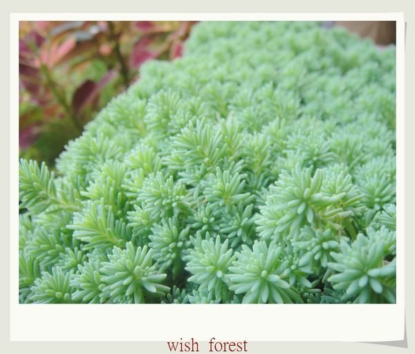 WISH FOREST【多肉植物。薄雪萬年草】。頂樓最佳地被植物~盆栽盆景點綴盆土素材