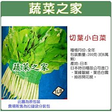 【蔬菜之家滿額免運00A05】大包裝.切葉小白菜種子200克(蔬菜種子)※此商品運費請選宅配※