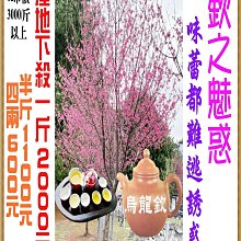 2024【欽之_魅惑】味蕾都難逃誘惑《喝品質的，不是喝地名的》『壺說茶道』大禹嶺 梨山 杉林溪 阿里山 高山茶 烏龍茶