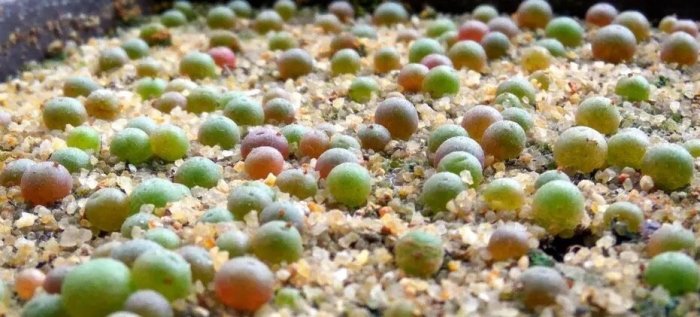 【小鮮肉肉】番杏 肉錐 鴿子蛋 多肉植物種子Conophytum calculus 10粒裝