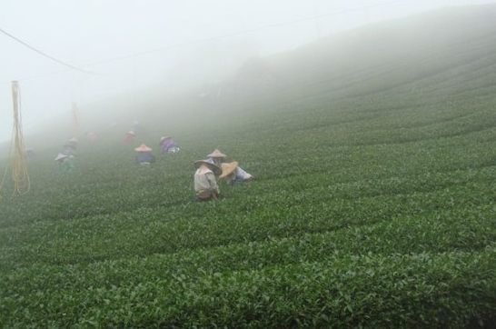 泰旺製茶廠】龍鳳峽茶葉。一心二葉。清香＄批發價550回甘讚。高山茶/手採茶/烏龍茶/台灣茶葉/阿里山茶/梨山茶/大禹嶺茶