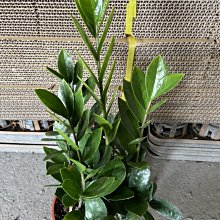 花花世界_室內植物*金錢樹*5吋盆/高20~30cm/葉子油亮 淨化空氣 /MA