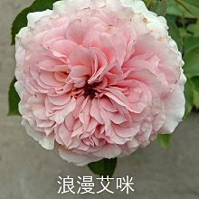 花花世界_玫瑰苗--浪漫艾咪-粉色蔓性-3.5吋黑軟盆/高10-20cm//MA