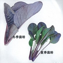 【野菜部屋~】E67 米蘭紫油菜種子1.3公克 , 長勢旺盛 , 全年可種植 , 每包15元~