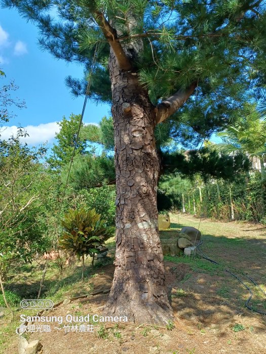 【竹林農莊】老松樹 ... 尺半面  短針 五葉松