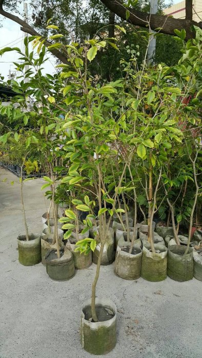 ╭＊田尾玫瑰園＊╯高經濟樹苗-(奇楠沉香)移植袋高5尺400元