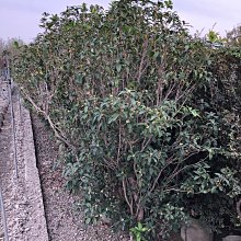 花花世界_綠籬植物* 四季桂花 (粗頭) * 美植袋/高200-230cm/MA *大量購買可議價 限自取 *