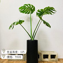 芯晨花園桃園三民店 頂級品相龜背葉/電信蘭/室內外兩用盆栽/銷售快速下標前請先確認是否現場還有現貨/宅配限北部地區