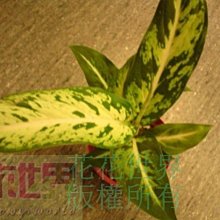 花花世界_觀葉植物*星光燦爛黛粉葉*3吋盆/高5-10cm/MA