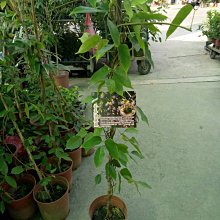 蔓藤植物 ** 常春油麻藤 ** 4吋盆/ 高100-140cm/ 沖繩香花植物【花花世界玫瑰園】R