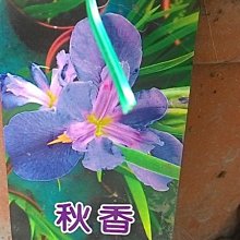 花花世界-水生植物 ** 鳶尾花-秋香 ** 8吋盆/ 高40-60公分/婉約大方/MA*無法超取*