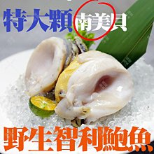 ㊣盅龐水產◇智利鮑魚8/10(冷凍南美貝)◇重量1kg±5%/包◇零$860元/包◇ 肉質鮮脆緊緻多汁 歡迎零售團購批發