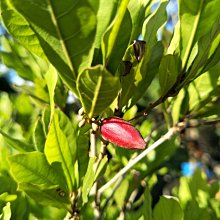 元茂園藝龍潭園區 果樹/神秘果/7-8年盆栽