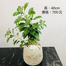 芯晨花園桃園三民店 冰菊/觀葉配色用樹/開幕送禮盆栽/進口盆器/銷售快速下標前請先確認是否現場還有現貨/宅配限北部地區