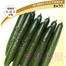 【野菜部屋~中包裝】K56 秀麗小黃瓜種子3.5公克 , 抗病性高 , 品質好 , 每包180元 ~