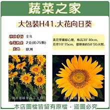 【蔬菜之家滿額免運00H41】大包裝.大花向日葵種子2克(約75顆)※此商品運費請選宅配貨運