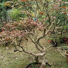 元茂園藝龍潭聖亭路園區 頂級品相造型台灣青楓 移植袋裝  實品拍攝