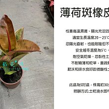 心栽花坊-薄荷斑橡皮樹/薄荷橡膠樹/斑葉橡膠樹/5吋盆/綠化植物/室內植物/觀葉植物/售價240特價200