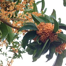 桂花樹苗盆栽嫁接苗桂花基地直發植物花卉四季開花庭院綠植/武籐紅桂桂花3入