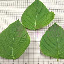 【野菜部屋~】E38 韓國芝麻葉種子0.38公克 ,日本進口 , 大葉品種 ,每包15元 ~