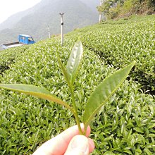 【炒茶天師】買1斤送1斤{特選} 阿里山石棹清香手採烏龍茶~SGS 甜水,回甘強$1800/斤~