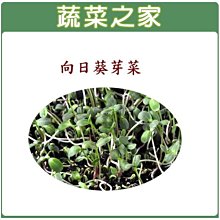 【蔬菜之家滿額免運00J08】向日葵芽菜種子300克裝(賣場另有其他芽菜種子)※此商品運費請選宅配※