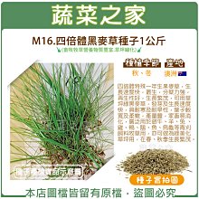 【蔬菜之家滿額免運00M16】四倍體黑麥草種子1公斤(畜牧牧草營養物質豐富.草坪綠化)  ※不適用郵寄掛號配送