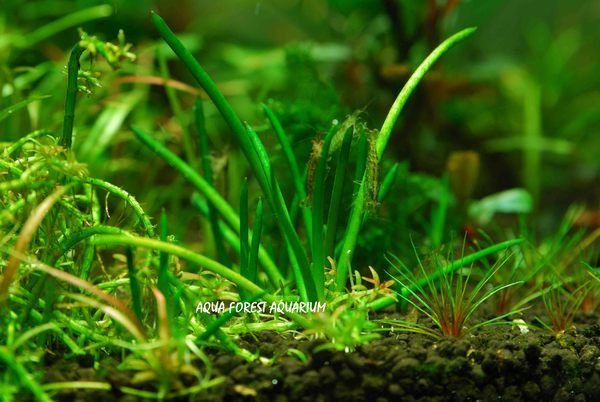 ◎ 水族之森 ◎ 仙人掌 Littorella uniflora  現貨供應中