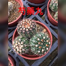 花花世界_多肉植物*芍藥丸仙人掌*/3吋盆/2-3株/高5cm/MA