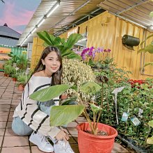 芯晨花園桃園三民店 黑貓 招財貓，足三年盆栽開花中 特優型開幕送禮或招財盆栽 頂級品相現貨供應 MD:文文