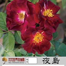 花花世界_玫瑰苗--夜梟，Night Owl--單瓣平開型/3.5吋盆/高20~30公分/MA