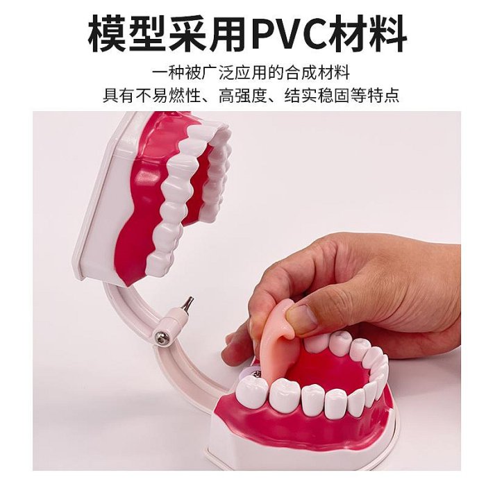 牙科材料/齒科耗材口腔模型牙科教學模型假牙模型 牙科牙齒模型