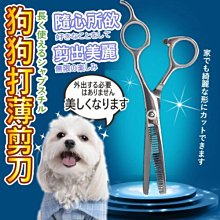 【🐱🐶培菓寵物48H出貨🐰🐹】DYY》6吋寵物不銹鋼打薄剪刀特價99元