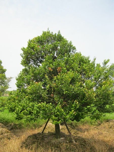 (青山園藝)象牙木.頭俓10~20cm.高度2~5米. 紫檀真柏桂花樹葡萄楊梅黑松梔子花含笑毛柿