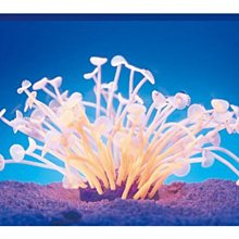 微笑的魚水族☆AZOO Neon Coral 霓虹螢光 小鈕扣珊瑚(橘.綠.黃)