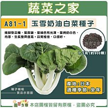 【蔬菜之家滿額免運】A81-1.玉雪奶油白菜種子1.5克(約900顆)//牛奶白菜，葉柄奶白色，肉厚，品質極佳，口感好。