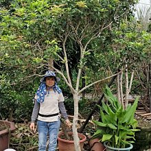 元茂園藝中壢高鐵南路園區 13-15年桂花老樹移植袋裝（家有桂花人生有貴人）開價不含運費及種植工資