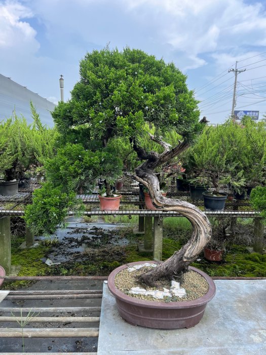 立盛...五葉松.真柏.系魚川真柏.盆栽.庭園樹.鳥梨.縮緬葛.黑松.羅漢松