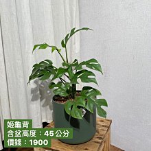 芯晨花園桃園三民店 姬龜背葉 現貨拍攝 各式觀葉植物現貨數千盆歡迎參觀挑選